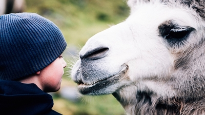 The Arctic Camel